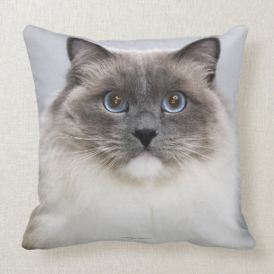 Portrait of Ragdoll cat Cushion