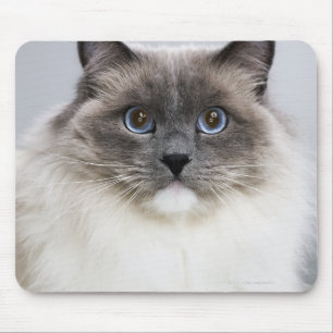 Portrait of Ragdoll cat Mouse Pad