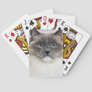 Portrait of Ragdoll cat Playing Cards