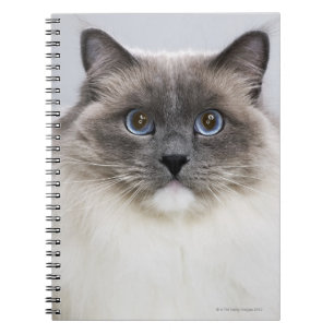 Portrait of Ragdoll cat Spiral Notebook