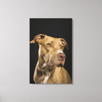 Portrait of red nose pitbull with black
