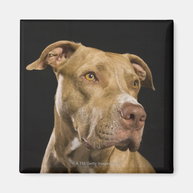 Portrait of red nose pitbull with black magnet (Front)
