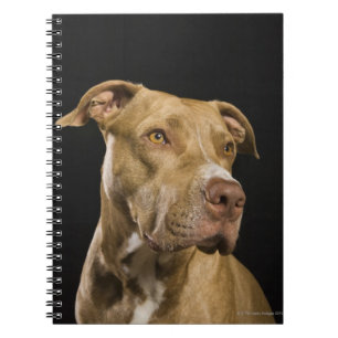 Portrait of red nose pitbull with black spiral notebook
