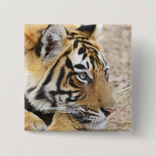 Portrait of Royal Bengal Tiger, Ranthambhor 15 Cm Square Badge