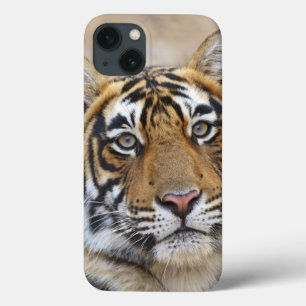 Portrait of Royal Bengal Tiger, Ranthambhor iPhone 13 Case