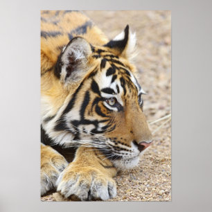 Portrait of Royal Bengal Tiger, Ranthambhor Poster