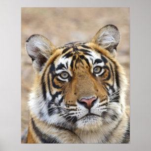 Portrait of Royal Bengal Tiger, Ranthambhor Poster