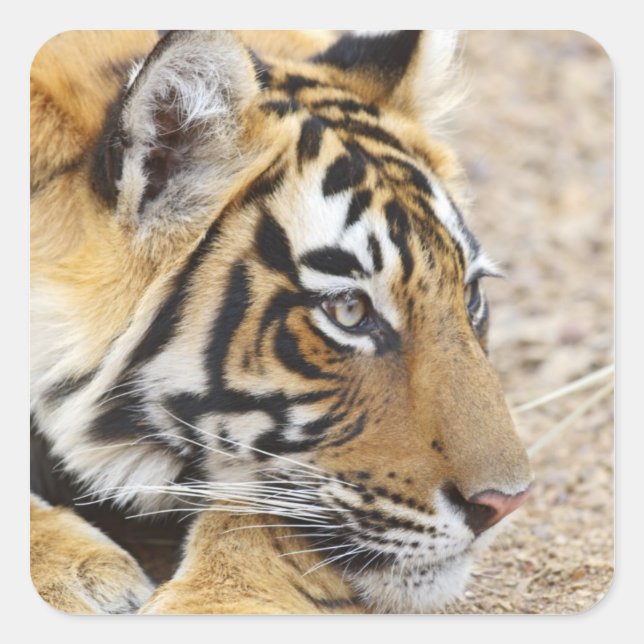 Portrait of Royal Bengal Tiger, Ranthambhor Square Sticker (Front)