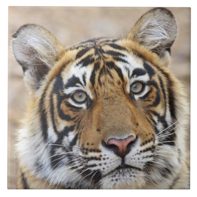 Portrait of Royal Bengal Tiger, Ranthambhor Tile (Front)
