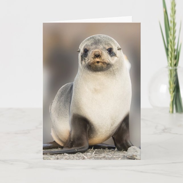 Portrait of Seal Pup on the Beach Card (Front)