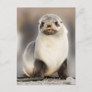 Portrait of Seal Pup on the Beach Postcard