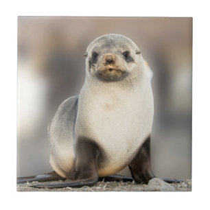 Portrait of Seal Pup on the Beach Tile