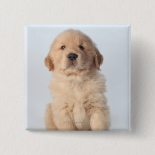 Portrait of six week old golden retriever puppy. 15 cm square badge