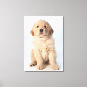 Portrait of six week old golden retriever puppy. canvas print