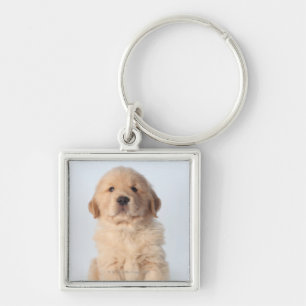 Portrait of six week old golden retriever puppy. key ring