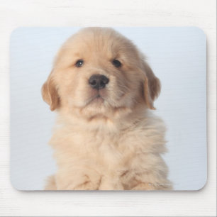 Portrait of six week old golden retriever puppy. mouse pad