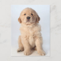 Portrait of six week old golden retriever puppy.
