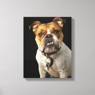 Portrait of tan and white bulldog with collar canvas print