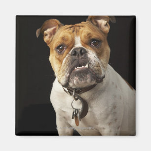Portrait of tan and white bulldog with collar magnet