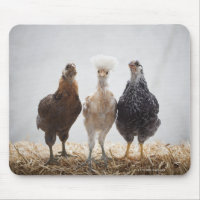Portrait of Three Pet Chickens Looking Forward