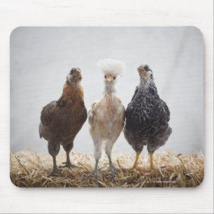 Portrait of Three Pet Chickens Looking Forward Mouse Pad