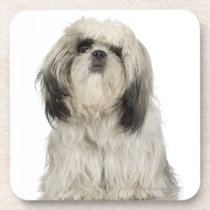 Portrait of Tibetan Terrier puppy Coaster