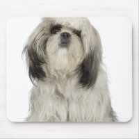 Portrait of Tibetan Terrier puppy