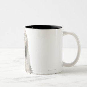 Portrait of Tibetan terrier puppy Two-Tone Coffee Mug
