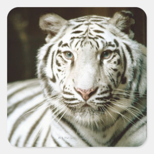 Portrait of tiger square sticker