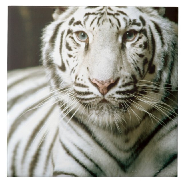 Portrait of tiger tile (Front)