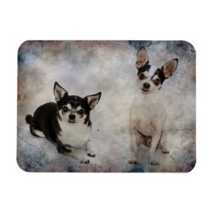 Portrait of two chihuahua's magnet