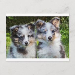 Portrait of two young sheltie dogs postcard