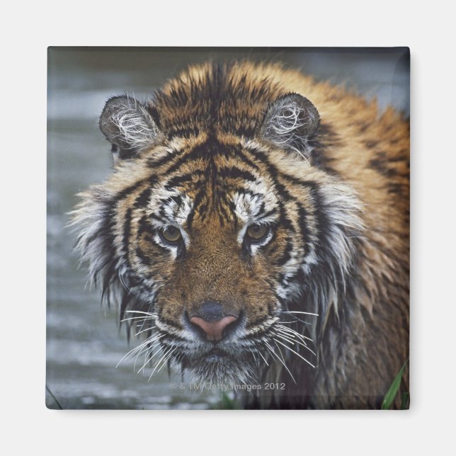 Portrait Of Wet Siberian Tiger Magnet (Front)