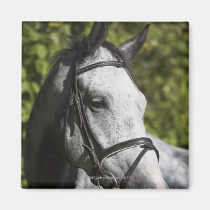 portrait of white horse 2 magnet