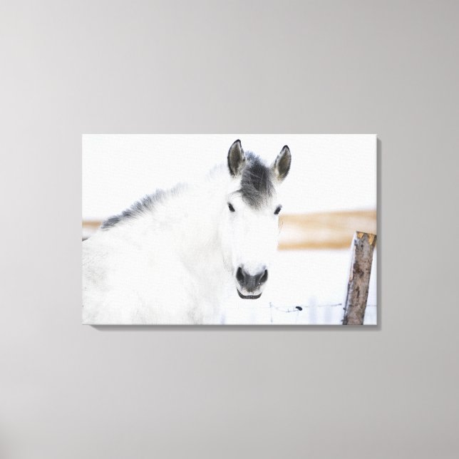 portrait of white horse canvas print (Front)