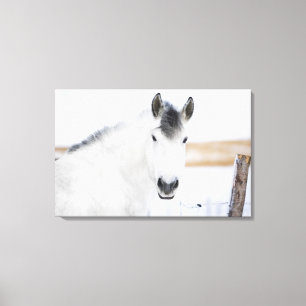 portrait of white horse canvas print