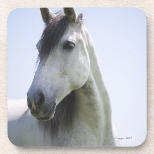 portrait of white horse coaster