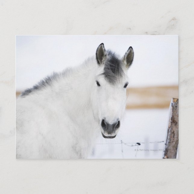 portrait of white horse postcard (Front)