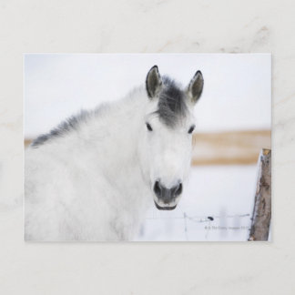 portrait of white horse postcard