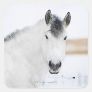 portrait of white horse square sticker