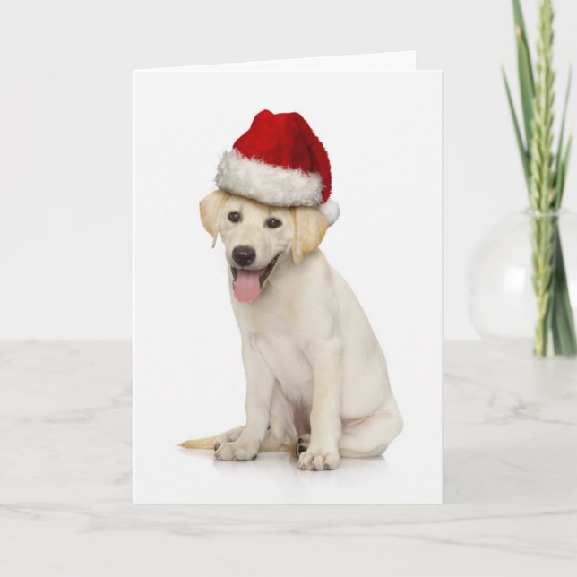 Portrait of white Labrador retriever Holiday Card (Front)