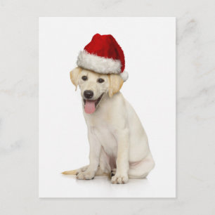 Portrait of white Labrador retriever Postcard