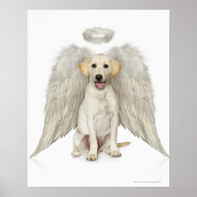 Portrait of white Labrador retriever wearing Poster (Front)