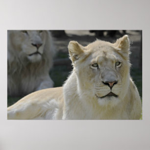 Portrait of white lioness poster