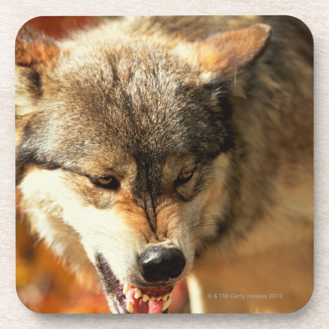 Portrait of wolf growling coaster (Front)