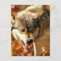 Portrait of wolf growling