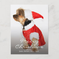 Portrait of Yorkshire Terrier Wearing Santa Hat
