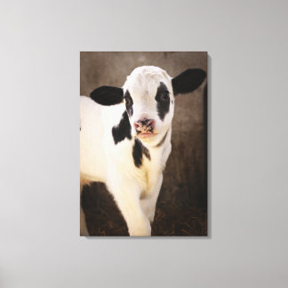 Portrait of young calf in stable canvas print