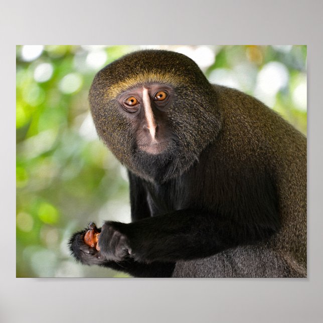 Portrait owl-faced monkey postcard square sticker  poster (Front)