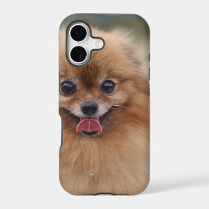 Portrait Pomeranian Dog
